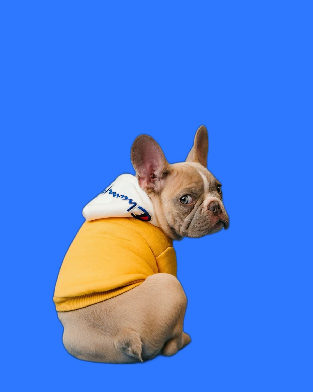 Pet photo after generated blue background