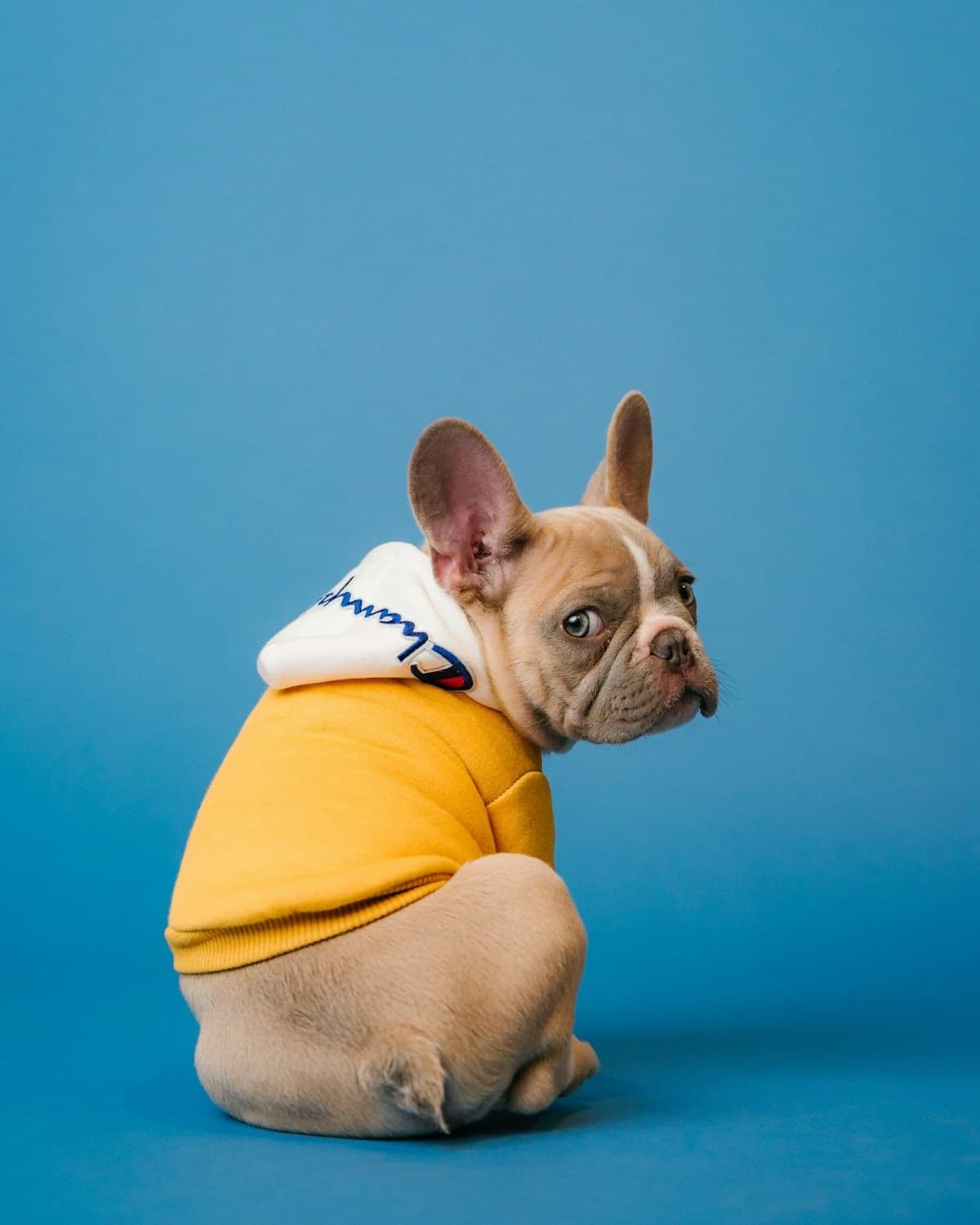Pet photo before generated background